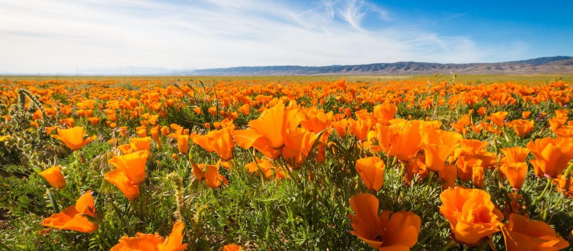 California-Golden-Poppies-blooming-wild-in-a-field-in-the-Antelope-Valley